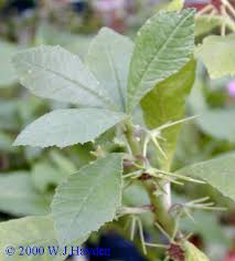 Image result for Dorstenia buchananii