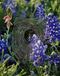 Bluebonnet Spider Spider Web Spider Art Spider