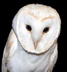 Professional illustrator and model maker. Tyto Alba Monaco Nature Encyclopedia