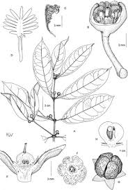 Image result for Cassipourea ndando