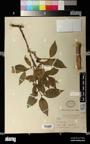 Image result for Tricalysia sp. E