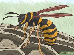 Wasp - A-Z Animals