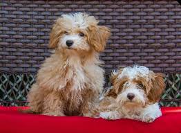 What Is A Havapoo The Havanese Miniature Poodle Mix All