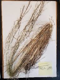 Image result for Aristida meridionalis