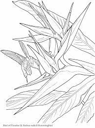 Hummingbirds And Bird Of Paradise Flower Bird Coloring Pages Dover Coloring Pages Dover Publications