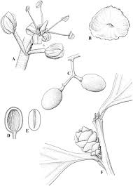 Image result for Pentarhopalopilia