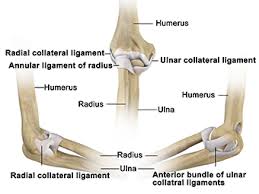 Maybe you would like to learn more about one of these? Elbow Tendon And Ligament Repair Surgeon Chandler Az Casa Grande Hip Fracture Mesa Queen Creek