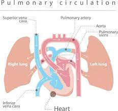 Artery Vs Vein Biology Dictionary