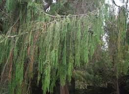 Image result for Cupressus funebris