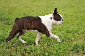 Potty train your dog & stop bad behavior like barking, biting, chewing, jumping Boston Terrier Dog Breed Information