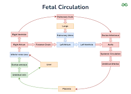 Image result for Fetal Circulation