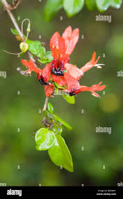 Image result for Ruttya fruticosa