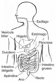 Pin On Sistemas Del Cuerpo
