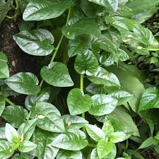 Image result for Basella