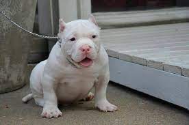 Albino Pit Bully Breeds Dogs Cute Dogs Pitbull Puppies