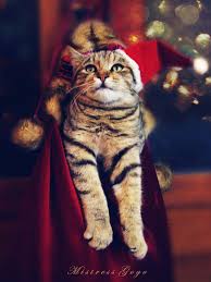 Feel Like Singing Santa Baby By Blondepassion On Deviantart Christmas Cats Pet Costumes Cat Holidays