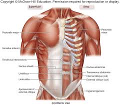 The primary function is certainly to provide support to the skeletal system and to facilitate its movements. Chest Muscles Pictures Mcgraw Hill Diagram Quizlet Chest Muscles Muscle Mcgraw Hill