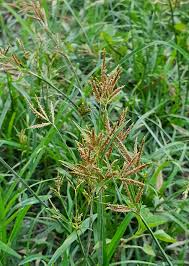 Image result for Cyperus nduru