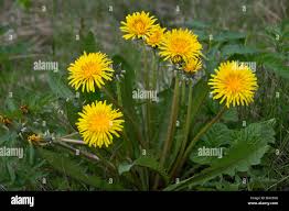Image result for Taraxacum sp.