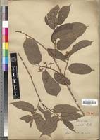 Image result for Grewia glandulosa