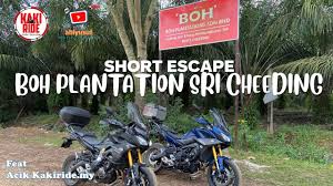 1144m property4u real estate service. Melawat Ladang Boh Sri Cheeding Ladang Boh Yang Tak Pernah Diketahui Ramai Youtube