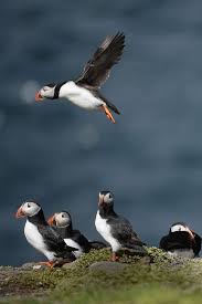 Birds That Look Like Penguins They Look Kind Of Like Flying Penguins Puffins Bird Puffin Pet Birds