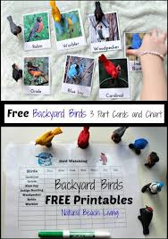 Observing Learning Backyard Birds With Free Printables