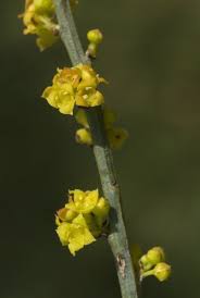 Image result for Osyris