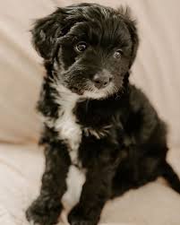 Australian kelpie australian shepherd australian terrier azawakh barbet basenji basset hound beabull beagle beaglier bearded collie i am a handsome male aussiedoodle puppy. Aussiepoo Guide The Aussiedoodle Dog Explained We Love Doodles