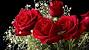 Flower Nature Desktop Wallpaper