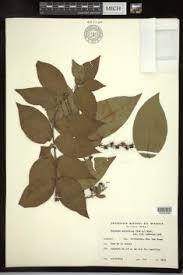 Image result for Triaspis macropteron