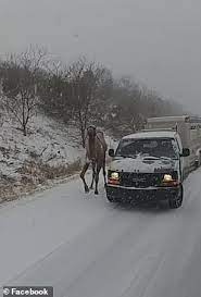 Quakertown farmers market and flea market offers over 120 indoor flea market vendors and up to 400 outdoor vendors (in season) covering over 225,000 sq. Pennsylvania Drivers Are Stunned As A Camel Is Seen Walking On A Highway During A Snowstorm Daily Mail Online