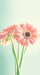 Spring Flowers Iphone Wallpaper Spring Flowers Wallpaper Spring Wallpaper Flower Wallpaper