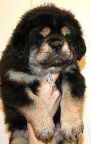 3,841 likes · 6 talking about this. Tibetan Mastiff For Sale Buy Tibetan Mastiff Puppy Best 1