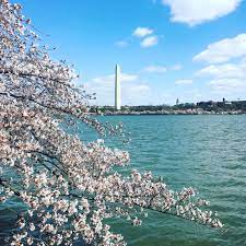 Check spelling or type a new query. Cherry Blossoms Blooming In Washington D C Pics