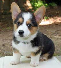 8 wks old, vaccinated & vet checked. Pembroke Welsh Puppies Welsh Corgi Puppies Cute Animals