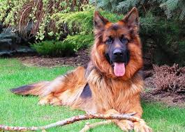 Most breeds shed a few hairs here and there throughout the ironically, longhaired german shepherds often seem to shed less than the shorthaired. Which Coat Is Best For German Shepherd Dog Single Coat Or Double Coat