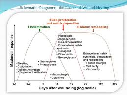 Wound Healing Process Diagram Wiring Diagram Term