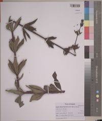 Image result for Lippia abyssinica