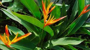 Beautiful Heliconia Garden False Bird Of Paradise Youtube