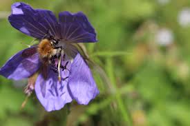Bee Identification And Other Pollinators Field Studies Council