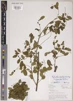 Image result for Phyllanthus polyspermus