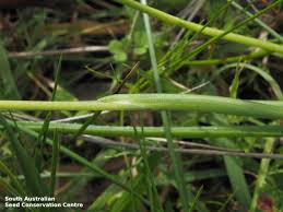 Image result for Pauridiantha