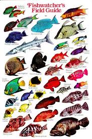 Classic Submersible Reef Fish Id Card For Scuba Divers Snorkelers Fisherman Fisheatchers Field Guide Reef Fishes Of The Tropical Atlantic