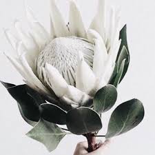 White King Protea For A Modern Touch Protea Flower Protea Art Protea