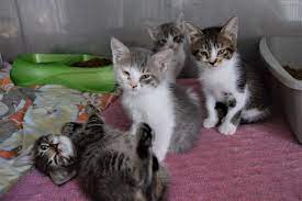 If the shelter is run exclusively by your city or county, an internet search might reveal which city agency or employee is charged with responding to public information requests. Shelter Offers Saturday Adoptions Only Event Clare County Cleaver