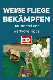 Weisse Fliege Bekampfen Hausmittel Und Wertvolle Tipps Utopia De Weisse Fliege Weisse Fliege Bekampfen Tipps
