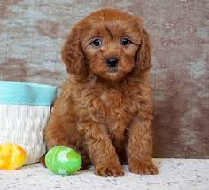 He is such adorable puppy, with the sweetest temperament. Dallas Cavapoo Puppy 639967 Puppyspot