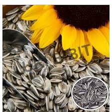 Gambar bunga untuk diwarnai gambar mewarnai untuk anak 2020 01 22. 1 Kg Benih Bunga Matahari Hitam Shopee Indonesia