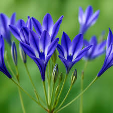 Image result for Hartliella